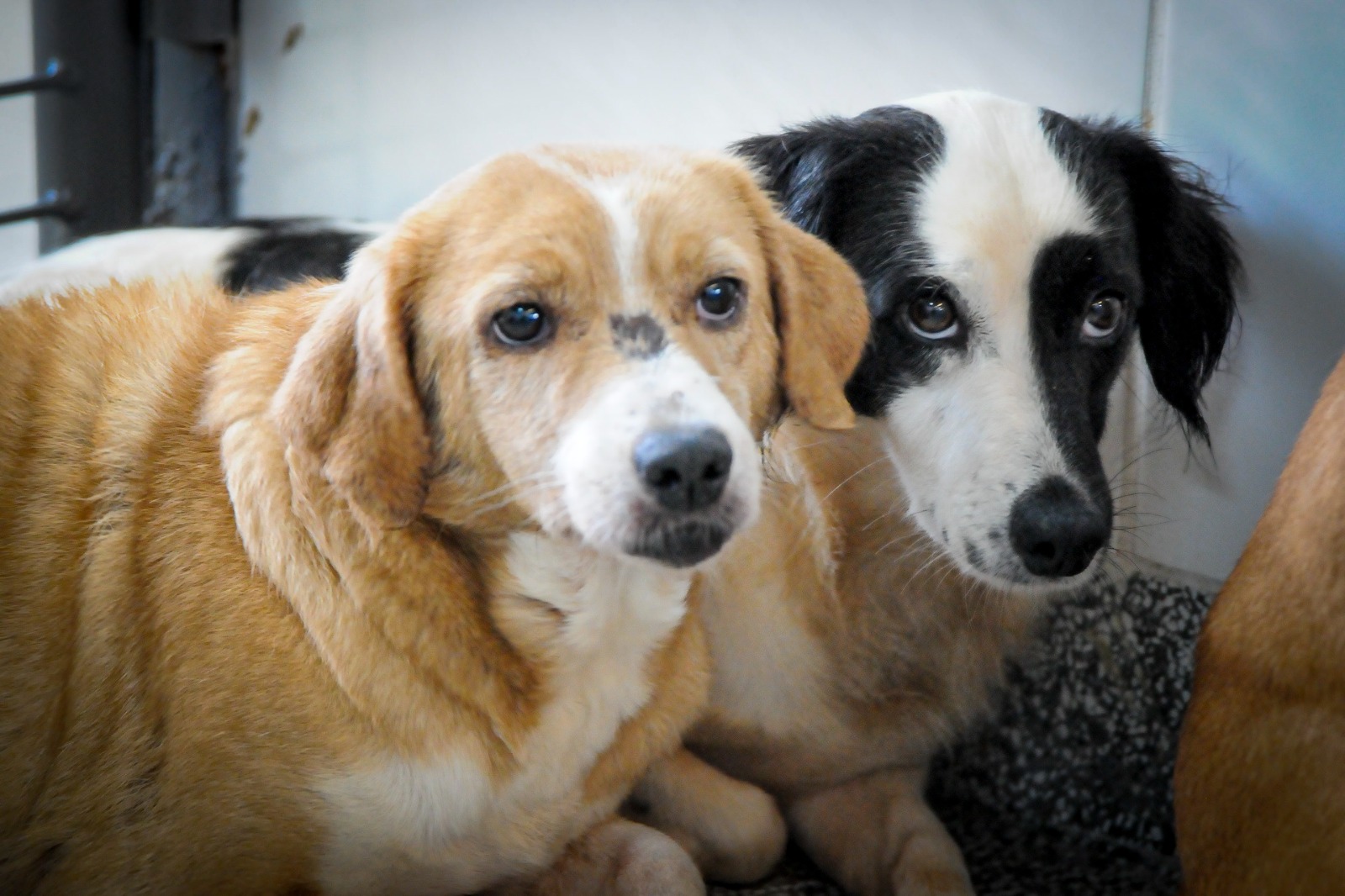 Cresce o número de apurações de maus-tratos a animais