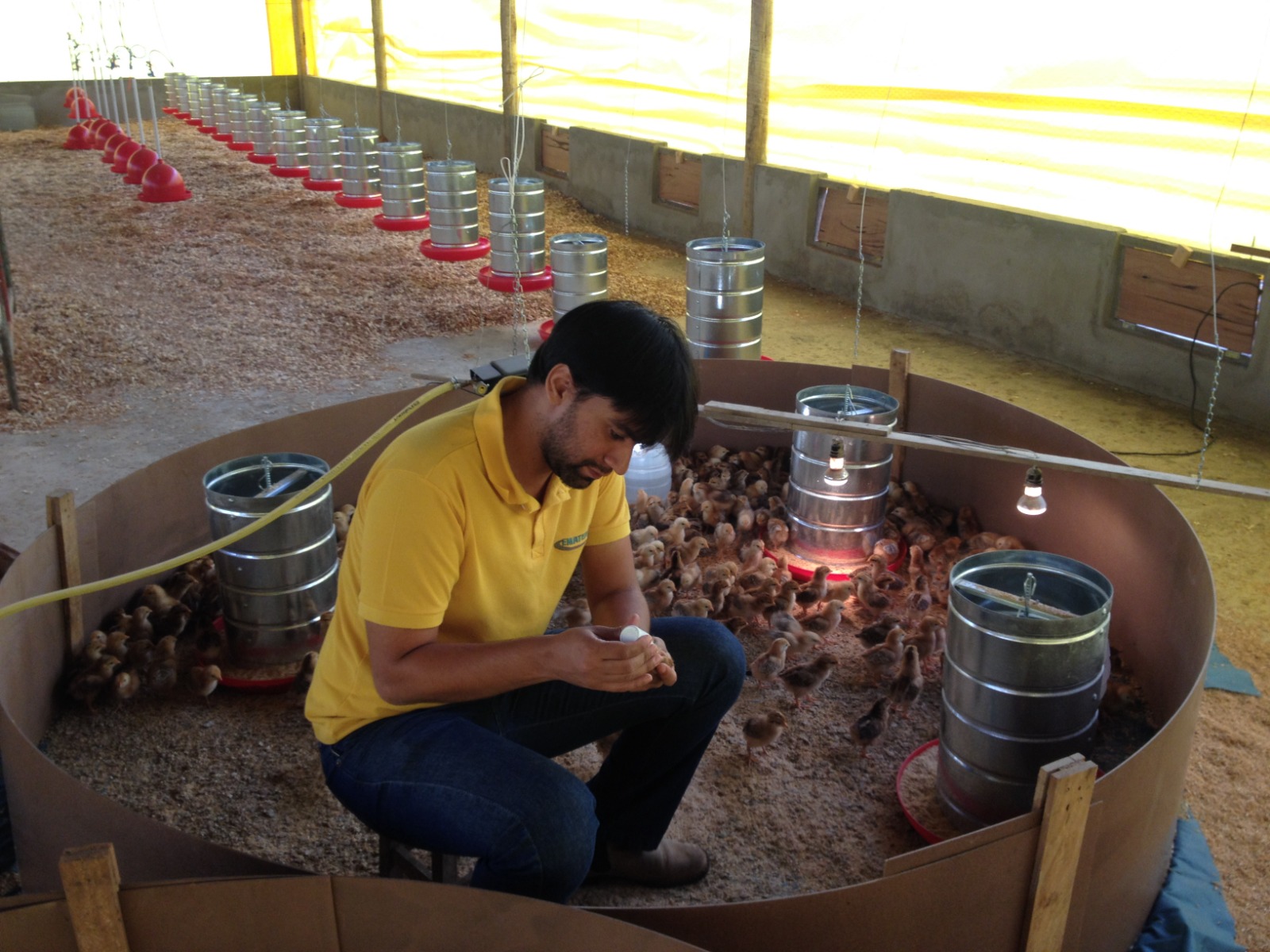 Avicultores podem conhecer tecnologias para produção semi-intensiva de ovos na AgroBrasília