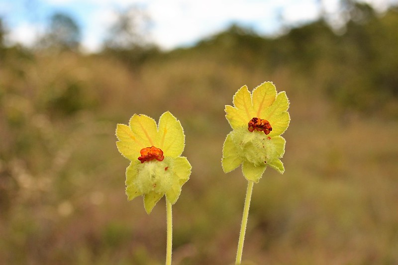 Semana do Meio Ambiente promove atividades a partir desta segunda (3)