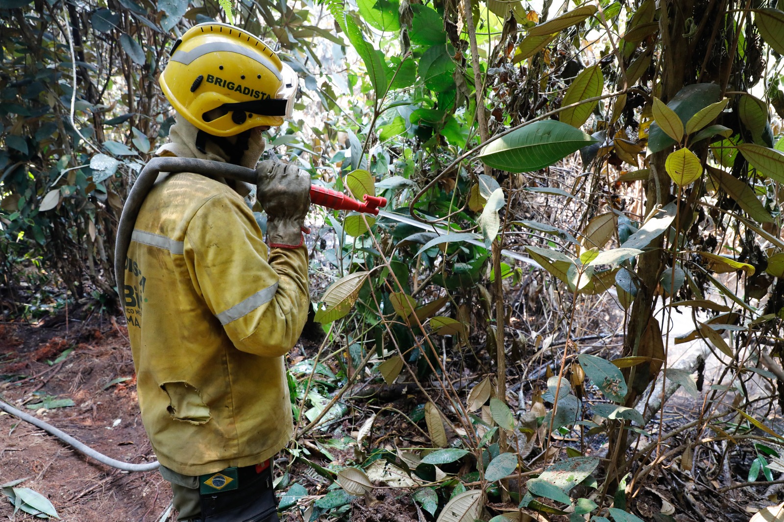 Parque Nacional: com fogo controlado, agentes trabalham para resfriar solo; dois animais são resgatados