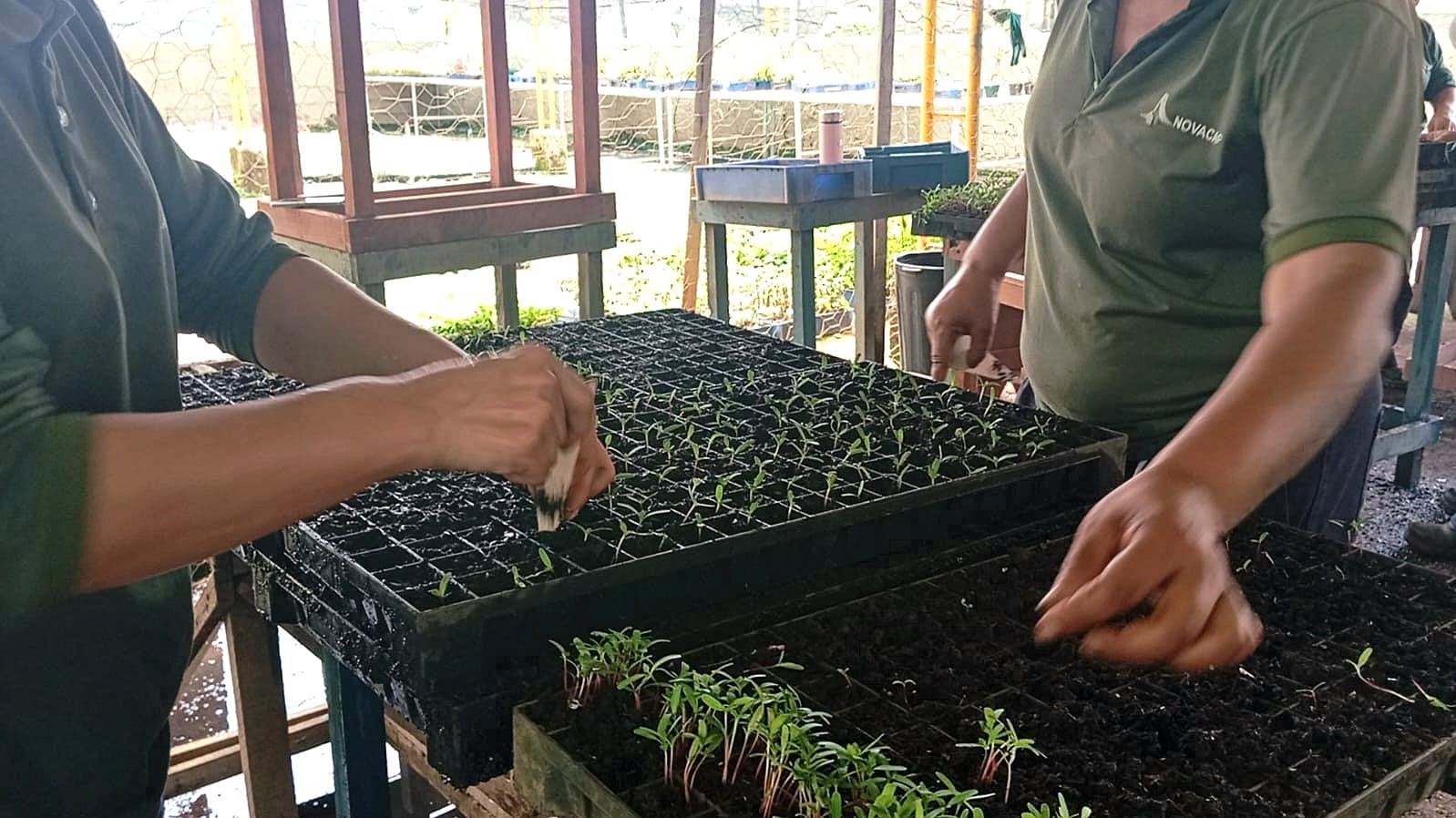 Trabalho em viveiros ajuda a transformar a vida de mulheres em processo de ressocialização