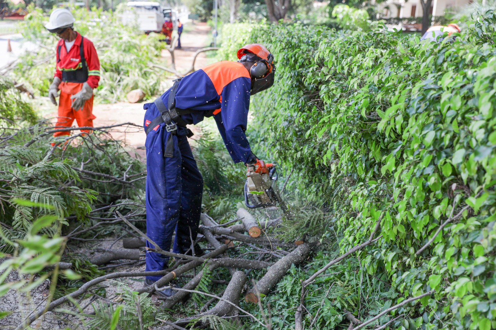 Saiba como e quando solicitar poda de árvores ao GDF