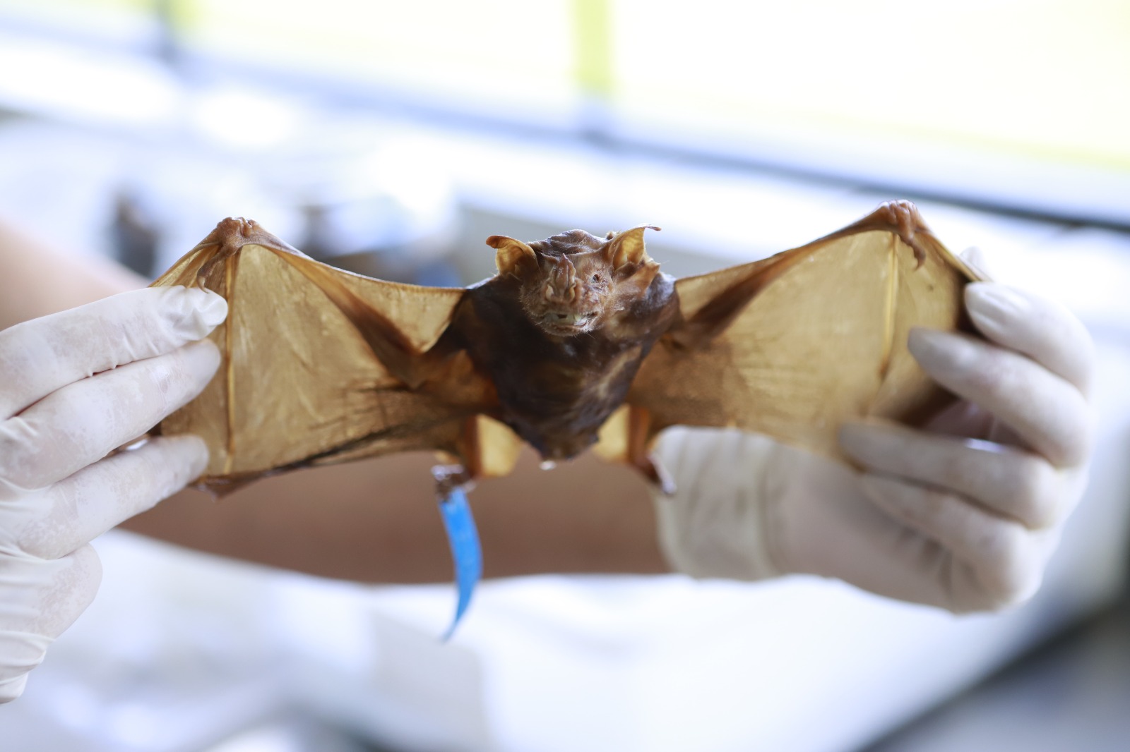 Conheça as orientações para o recolhimento de animais mortos com segurança