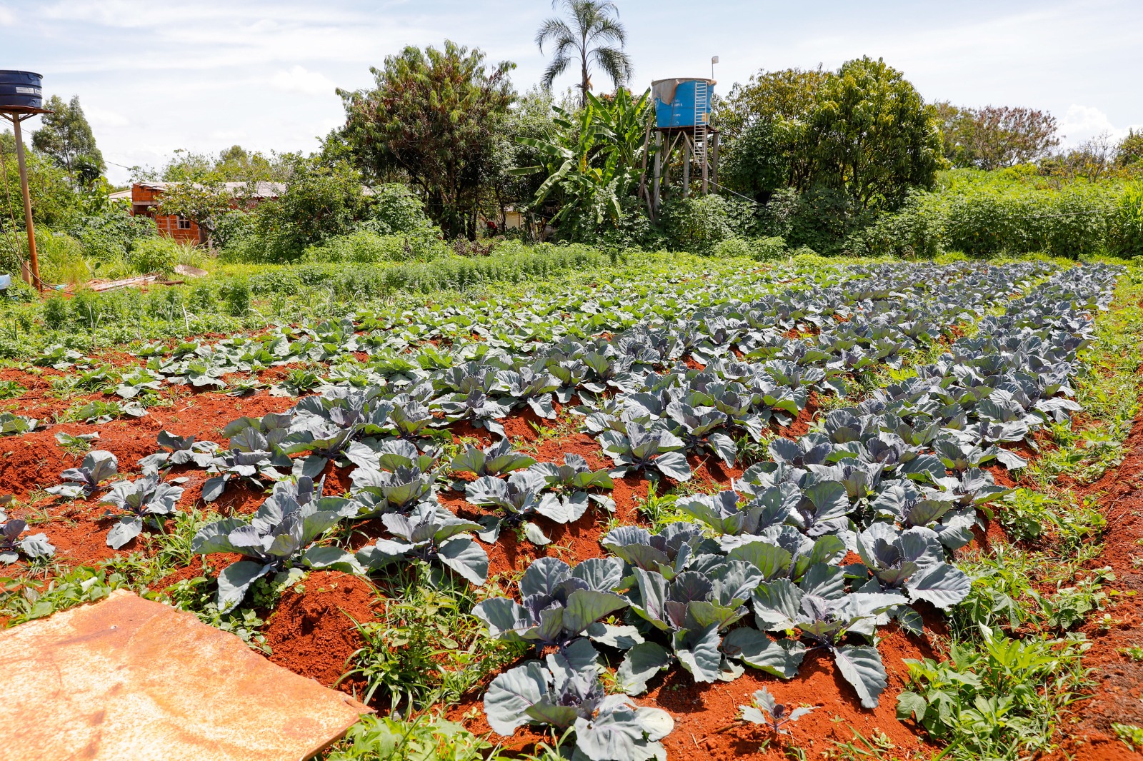 GDF atualiza normas de crédito para o setor rural