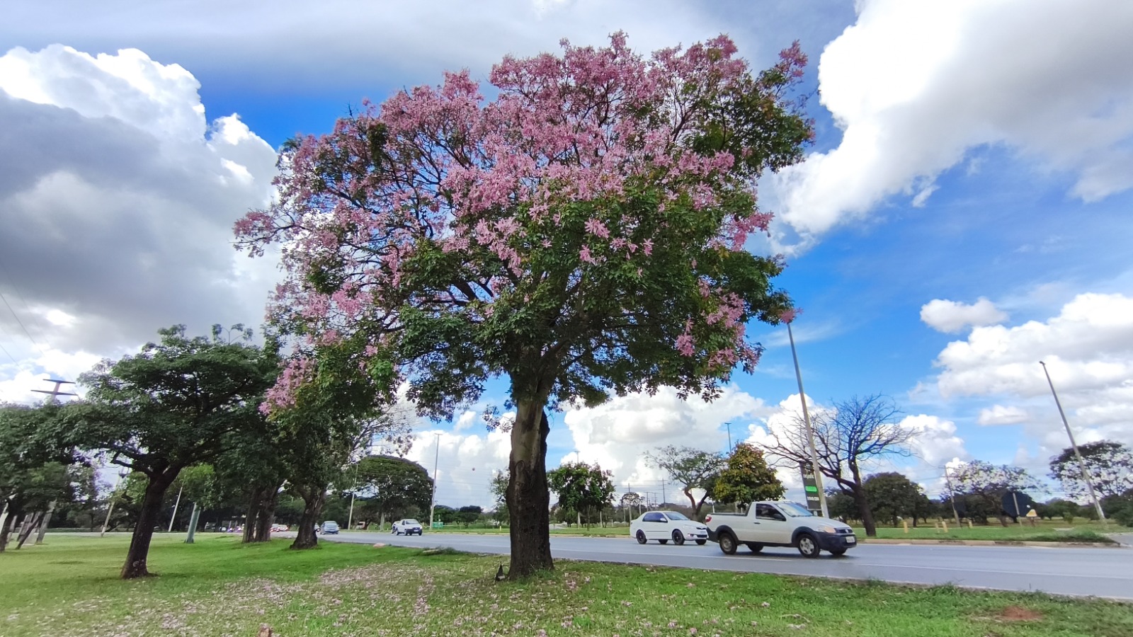 Floração das paineiras embeleza ainda mais as ruas e áreas públicas do Distrito Federal