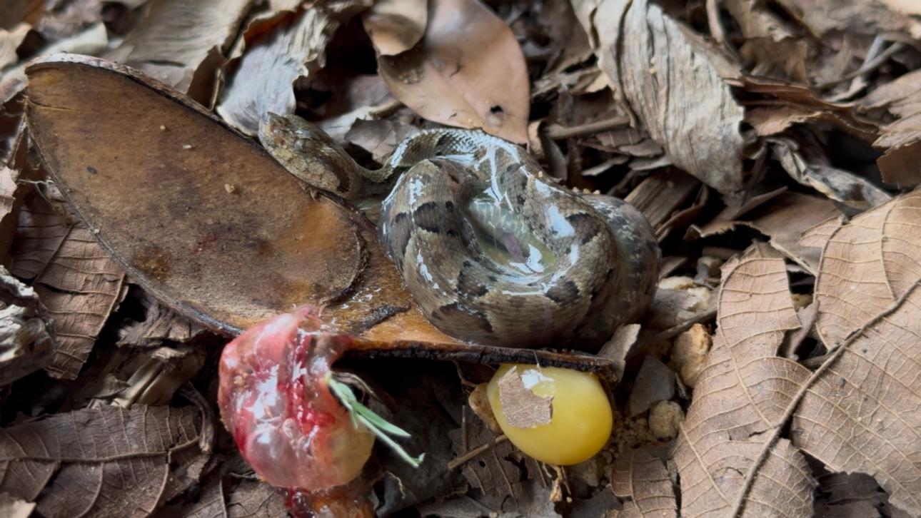 Zoológico de Brasília celebra nascimento de 12 filhotes de jararaca-caiçaca