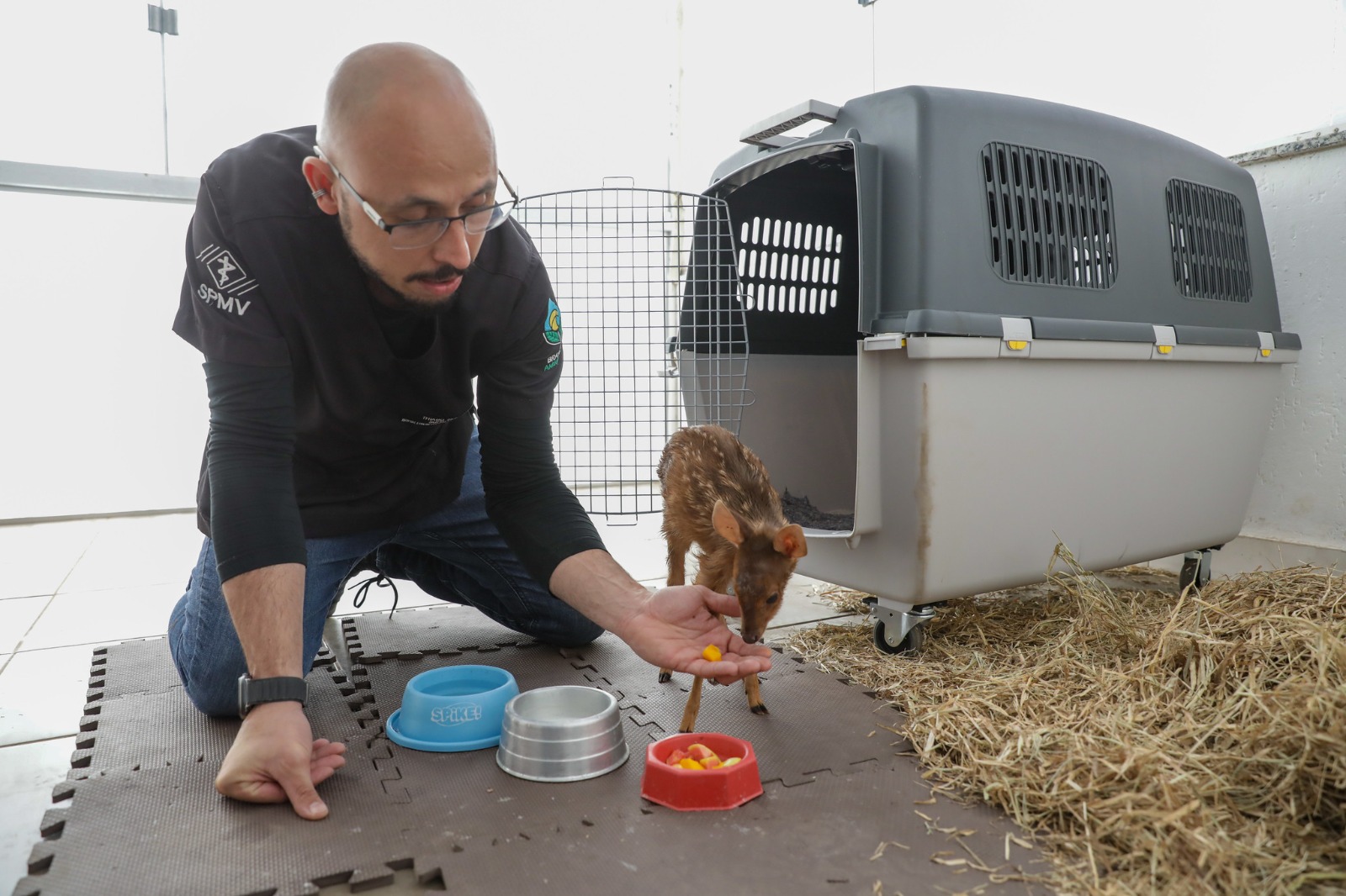Pioneiro no Brasil, Hfaus já atendeu mais de 2,5 mil animais silvestres no DF