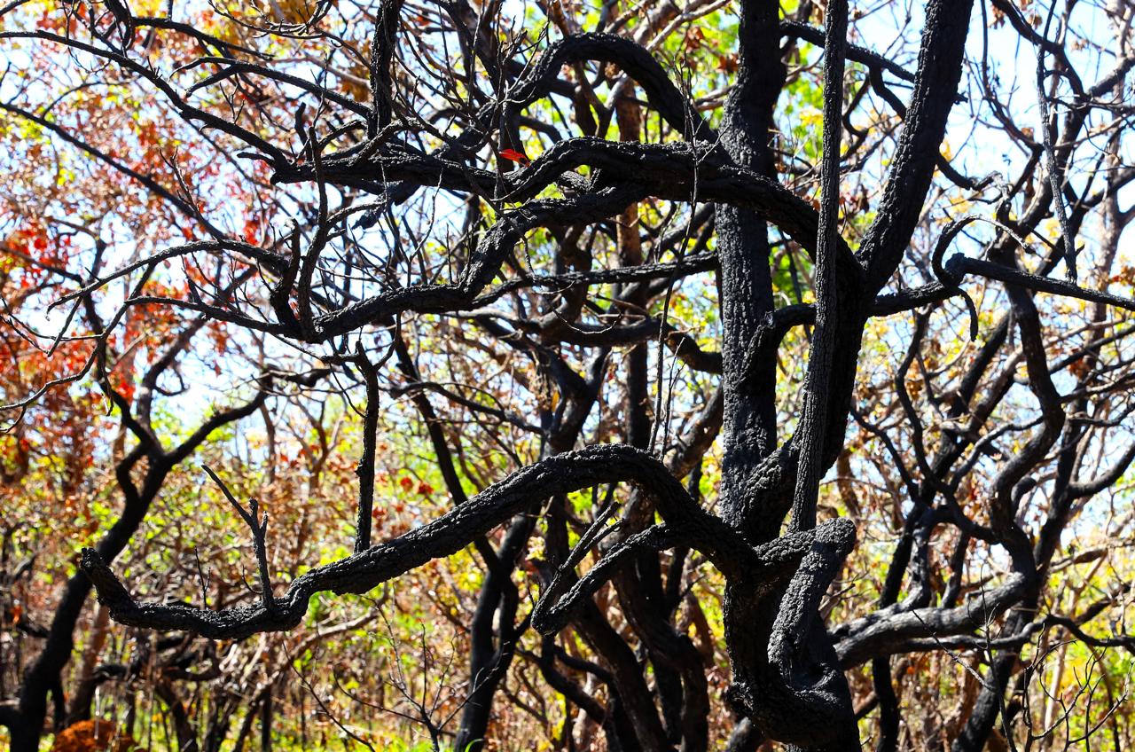 DF amplia projeto com inteligência artificial para prevenir incêndios no Cerrado