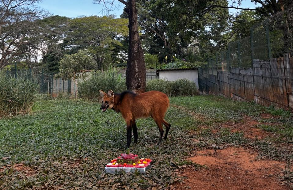 Mascote do Zoológico de Brasília celebra 2 anos de vida
