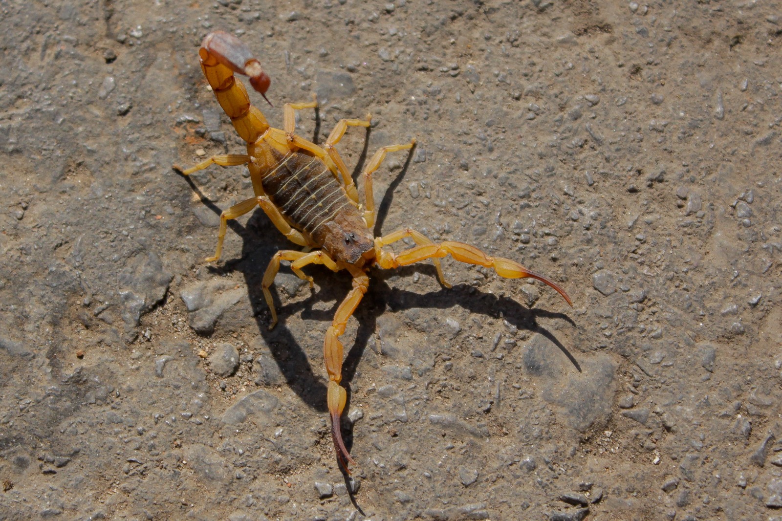 Escorpiões: Atenção redobrada ajuda a evitar acidentes em casa