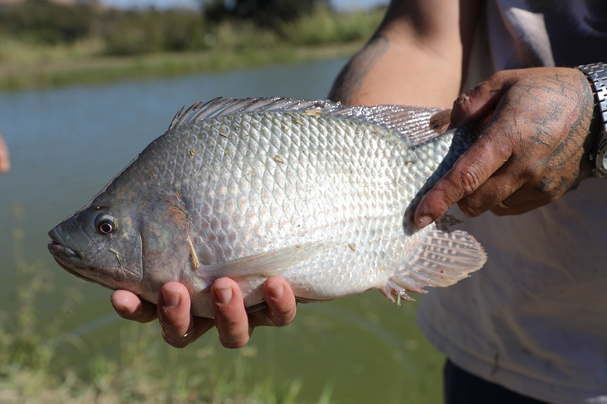 Produção de pescado bate recordes no DF