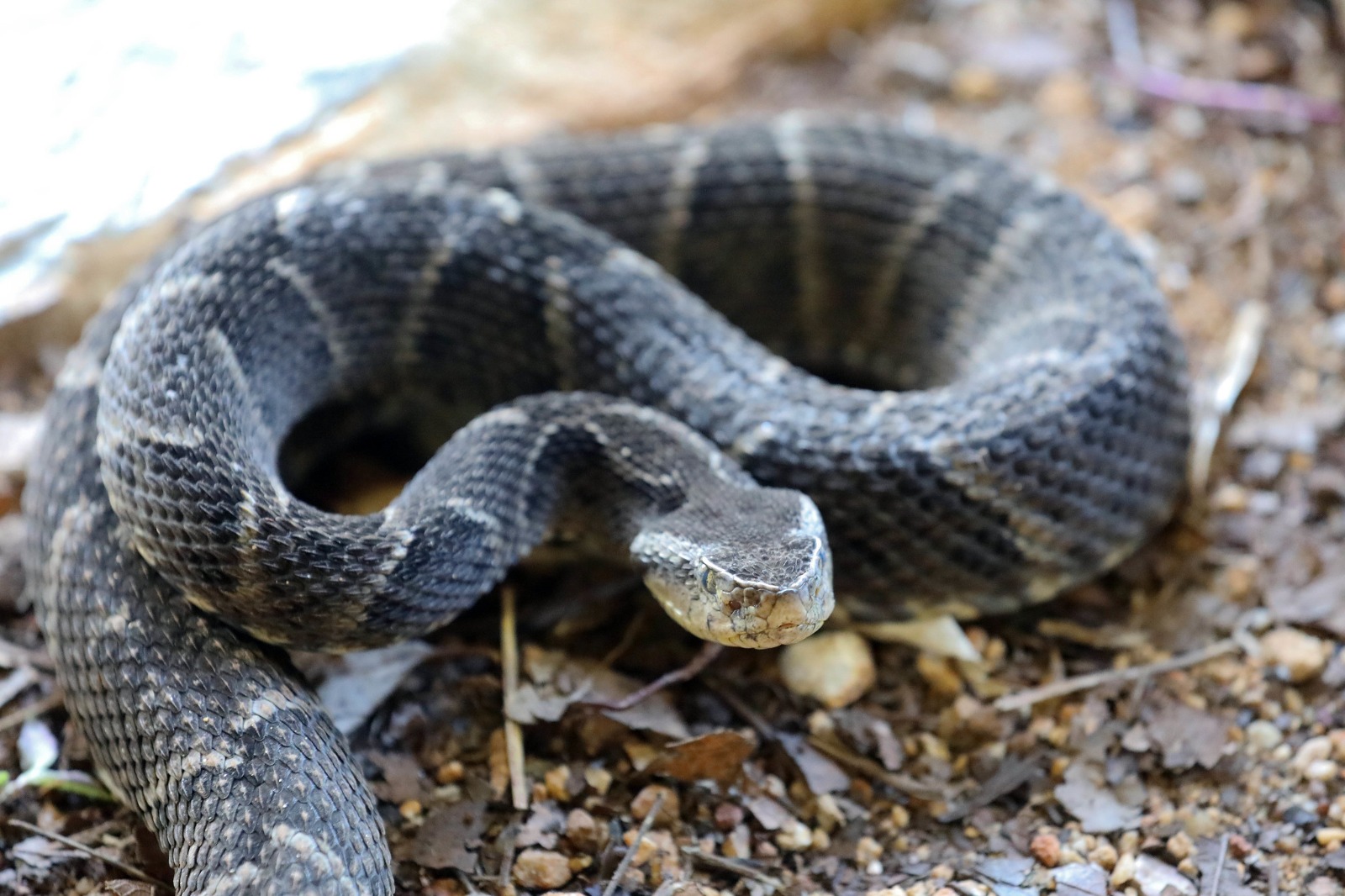 Dia Mundial da Cobra: cartaz ressalta papel ecológico dos ofídios