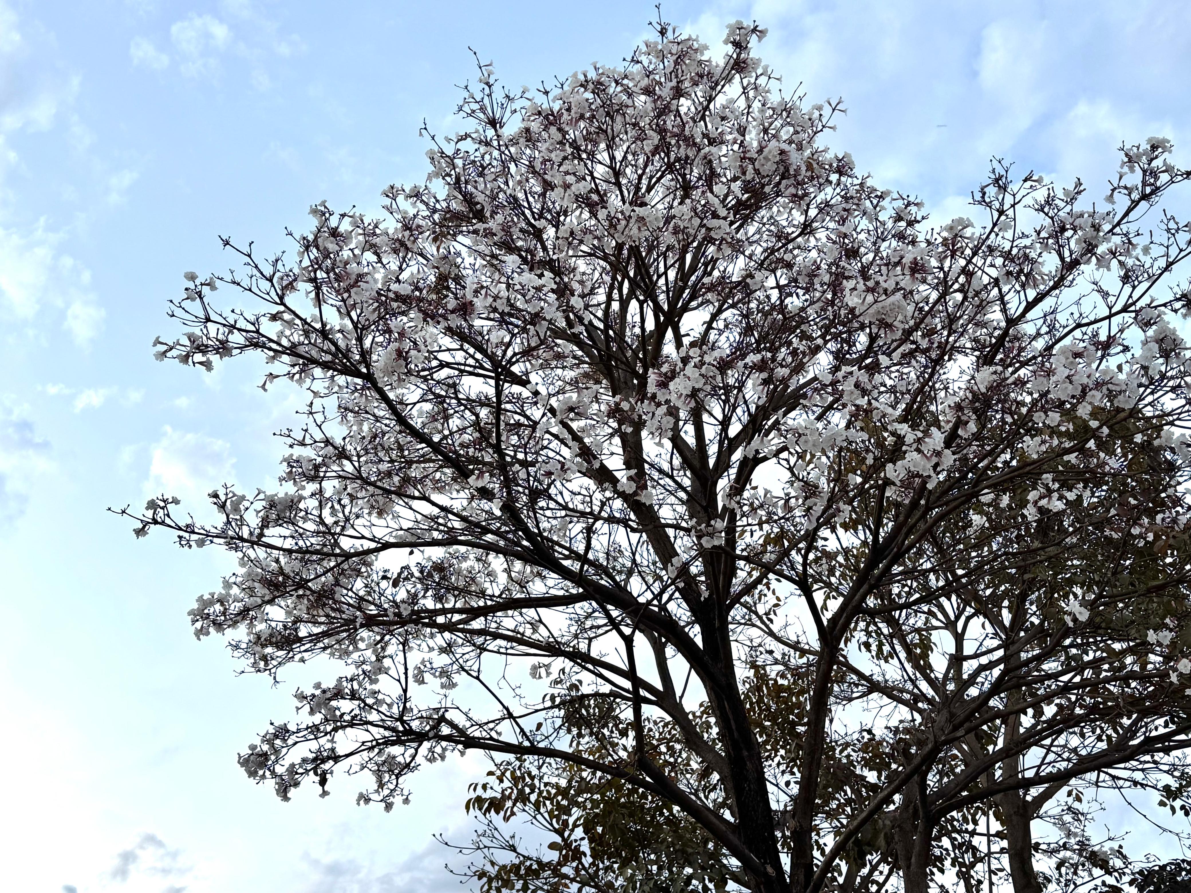 Ipê-branco floresce antes da hora em São Sebastião