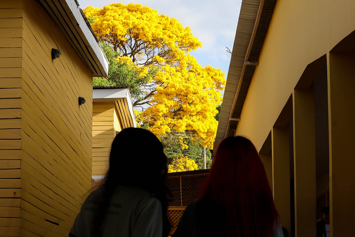 Ipê-amarelo plantado em escola tombada do Núcleo Bandeirante encanta população