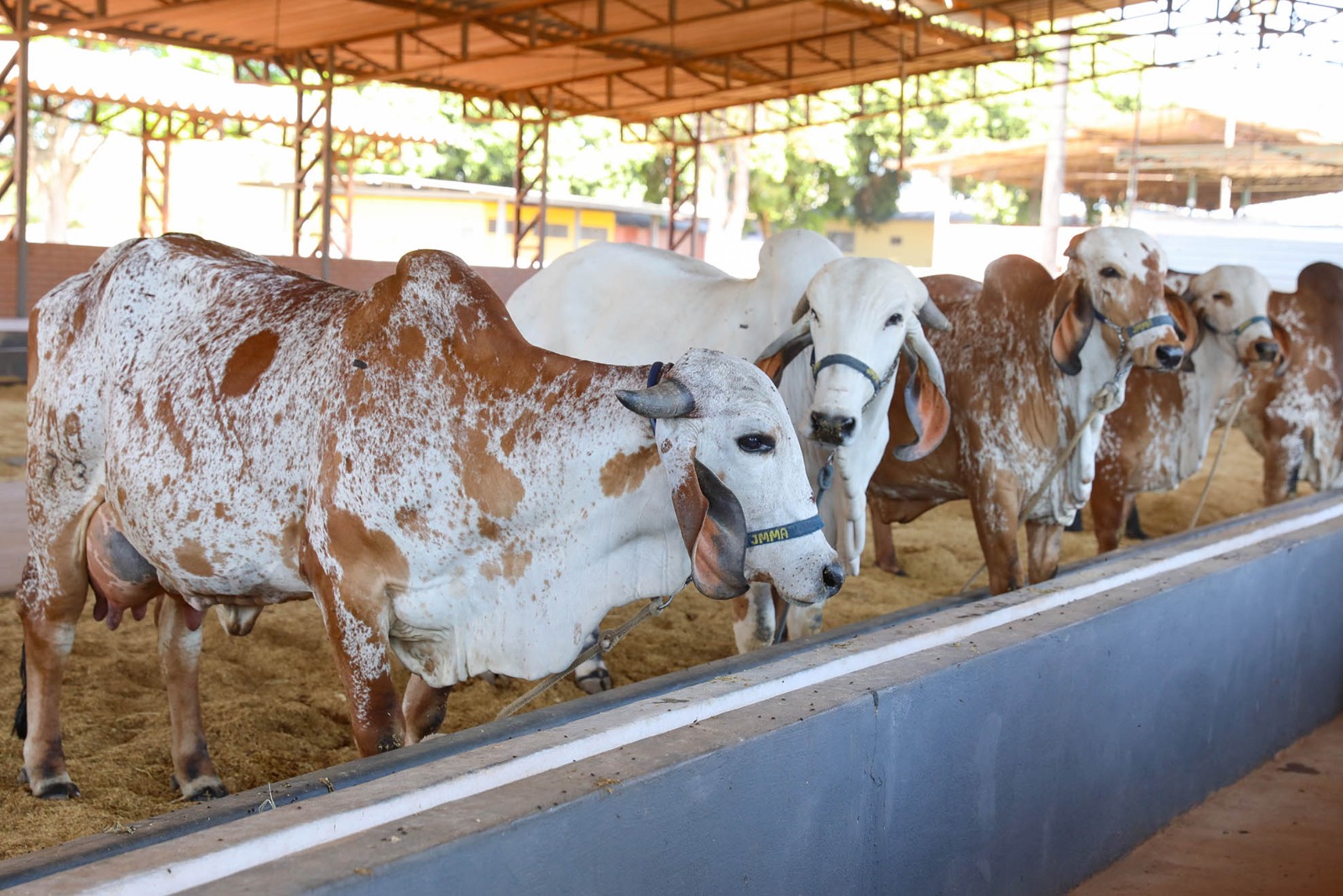 Primeiros animais chegam à Expoabra 2025 e passam por adaptação para a feira
