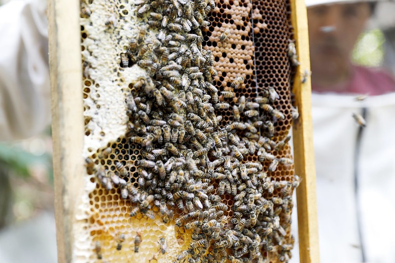 C-APIMEL aprova regimento interno e define calendário de reuniões até 2026