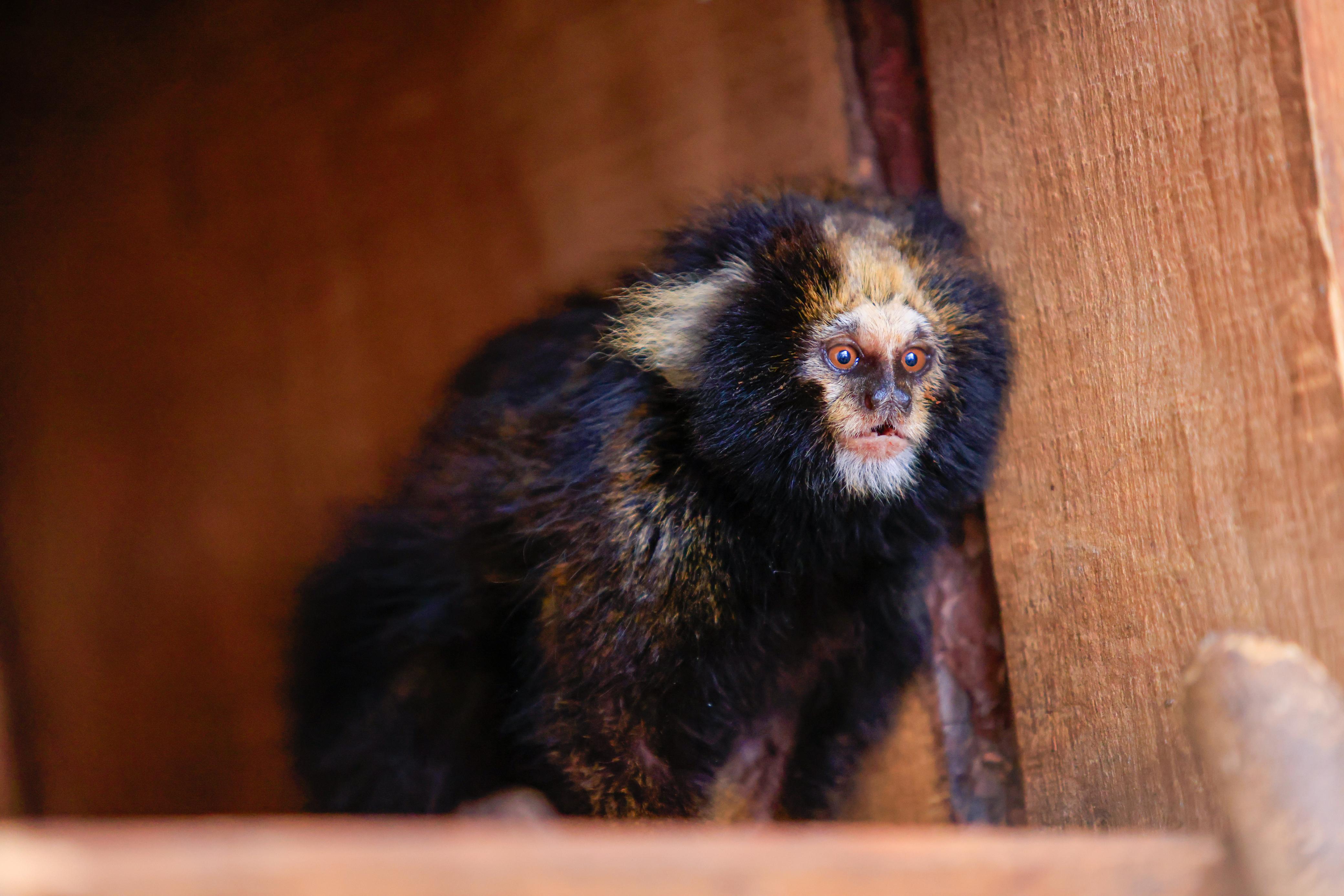 Zoológico de Brasília recebe casal de saguis-de-serra-escuro