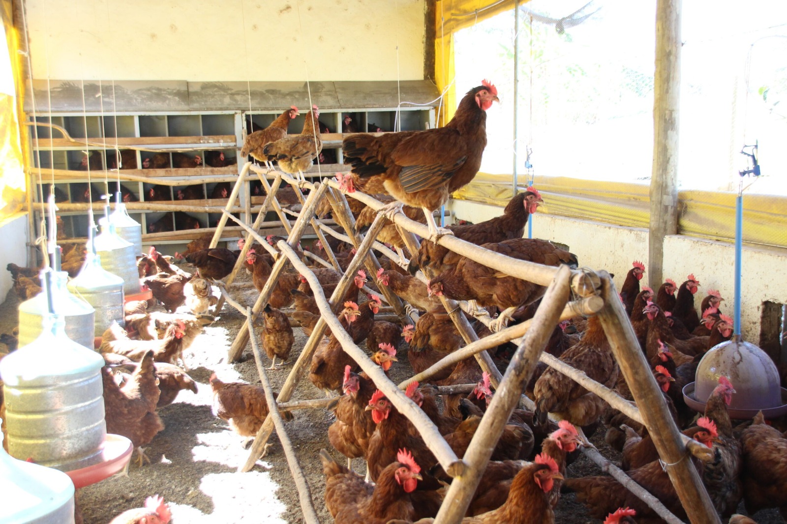 Governo do DF articula ações com Neoenergia para garantir fornecimento elétrico às granjas do DF