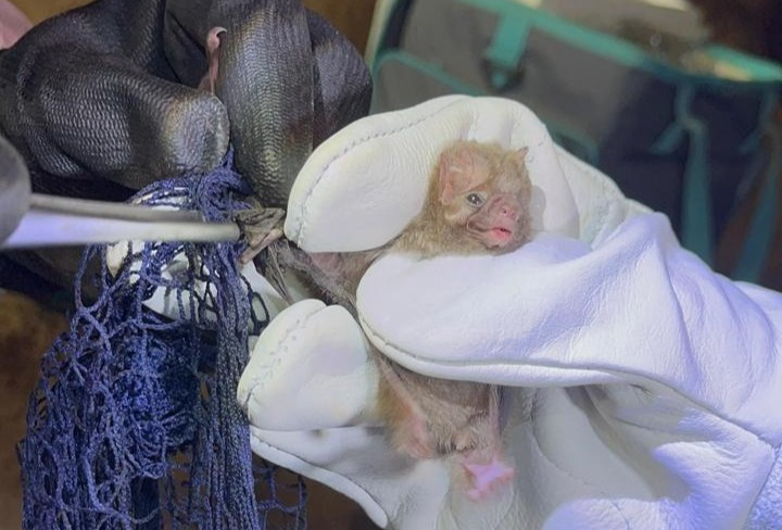 Planaltina tem ação de prevenção à raiva com inspeção em cavernas