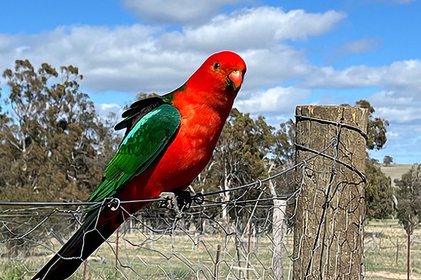 Normas para comercialização de fauna exótica no DF são definidas