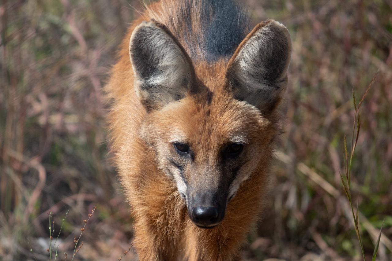 Livro sobre a loba-guará Pequi é lançado no Zoo Brasília