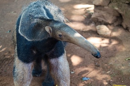 Tamanduá-bandeira resgatado em estado crítico faz fisioterapia no Zoológico de Brasília