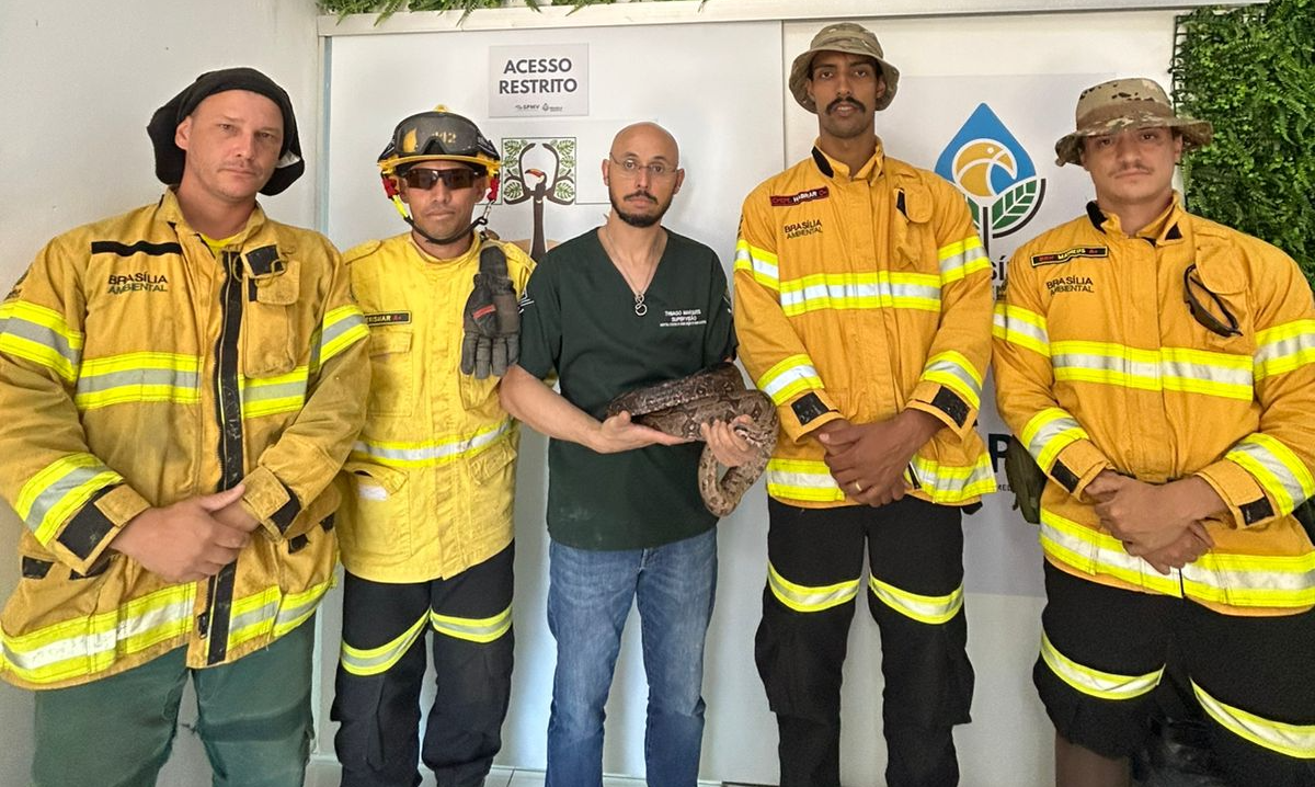 Equipe de brigadistas resgata jiboia em Taguatinga Sul