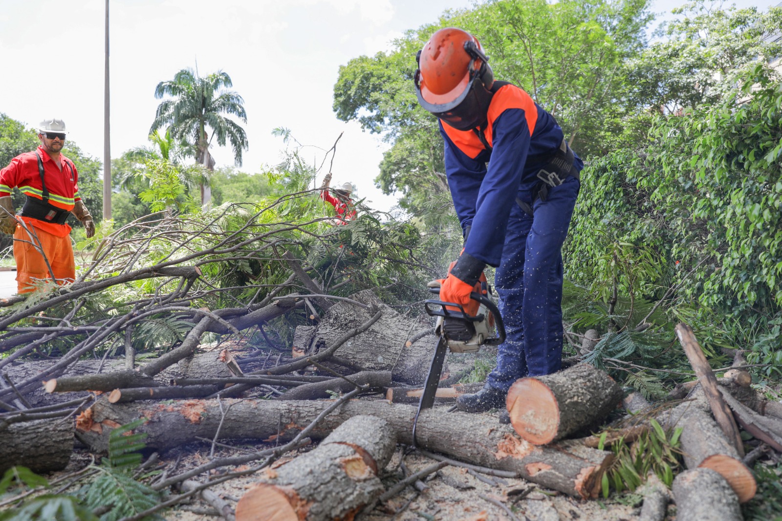 Novacap registra mais de 21,8 mil atendimentos de manejo arbóreo no DF em 2025