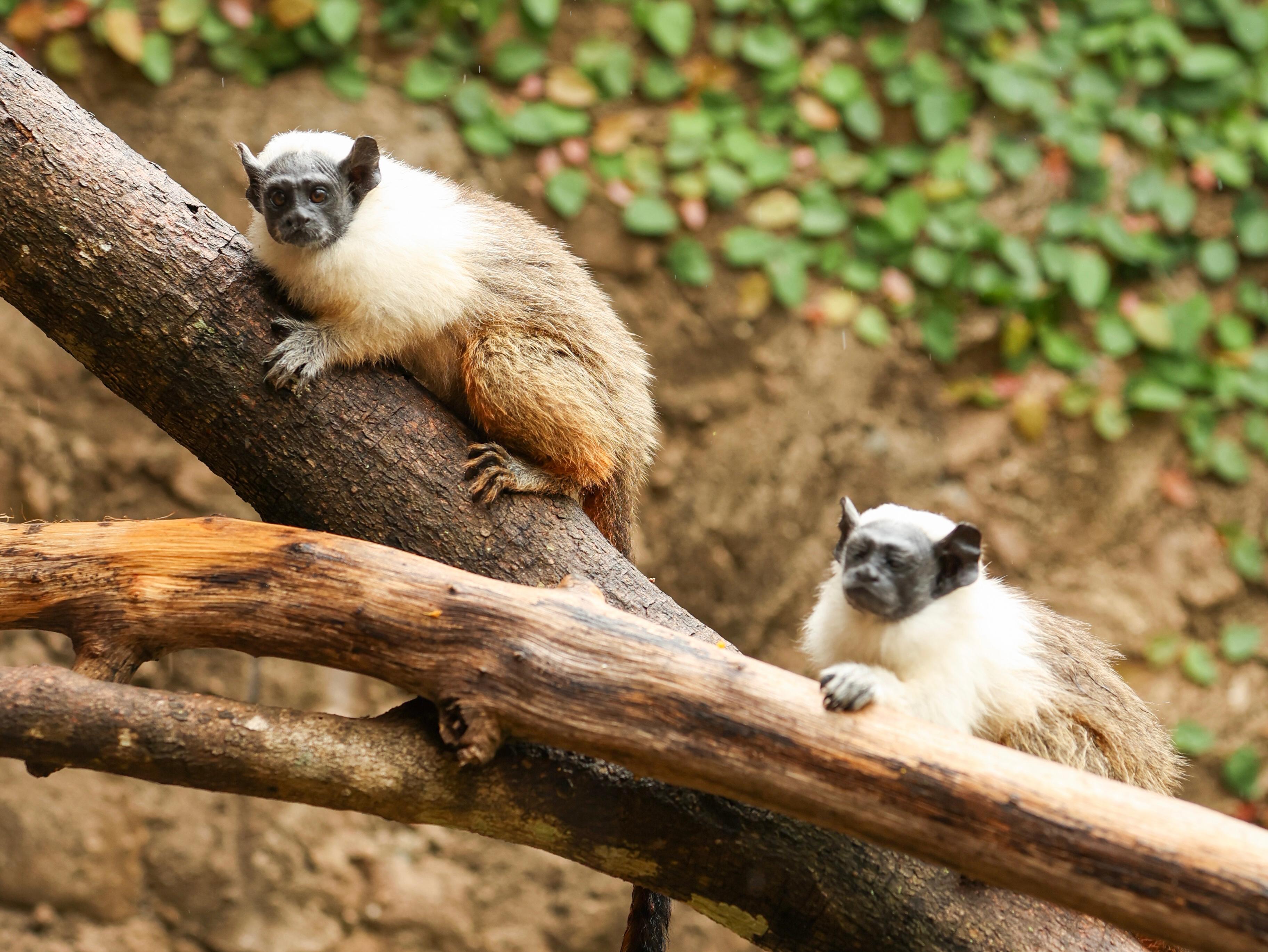 Caju e Castanha são os nomes escolhidos para os filhotes de sauim-de-coleira do Zoo de Brasília
