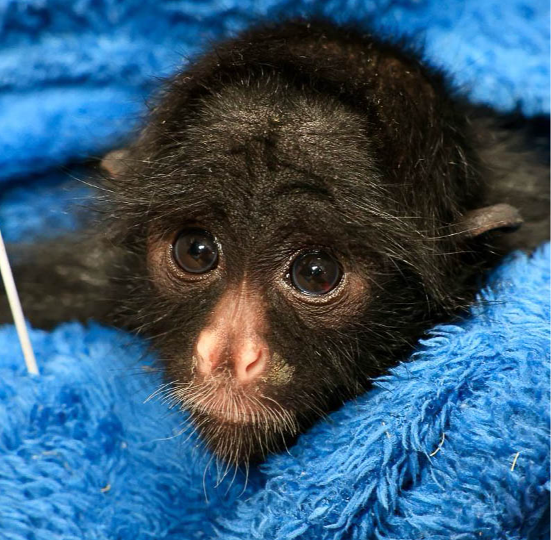 Zoológico intensifica proteção aos animais durante o frio com cobertores, mantas e abrigos reforçados