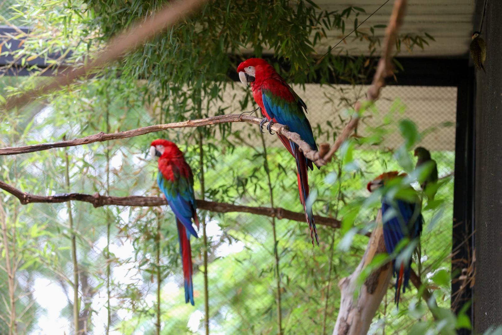 Capa da Matéria: Aviário de Imersão do Zoológico de Brasília reabre para visitação