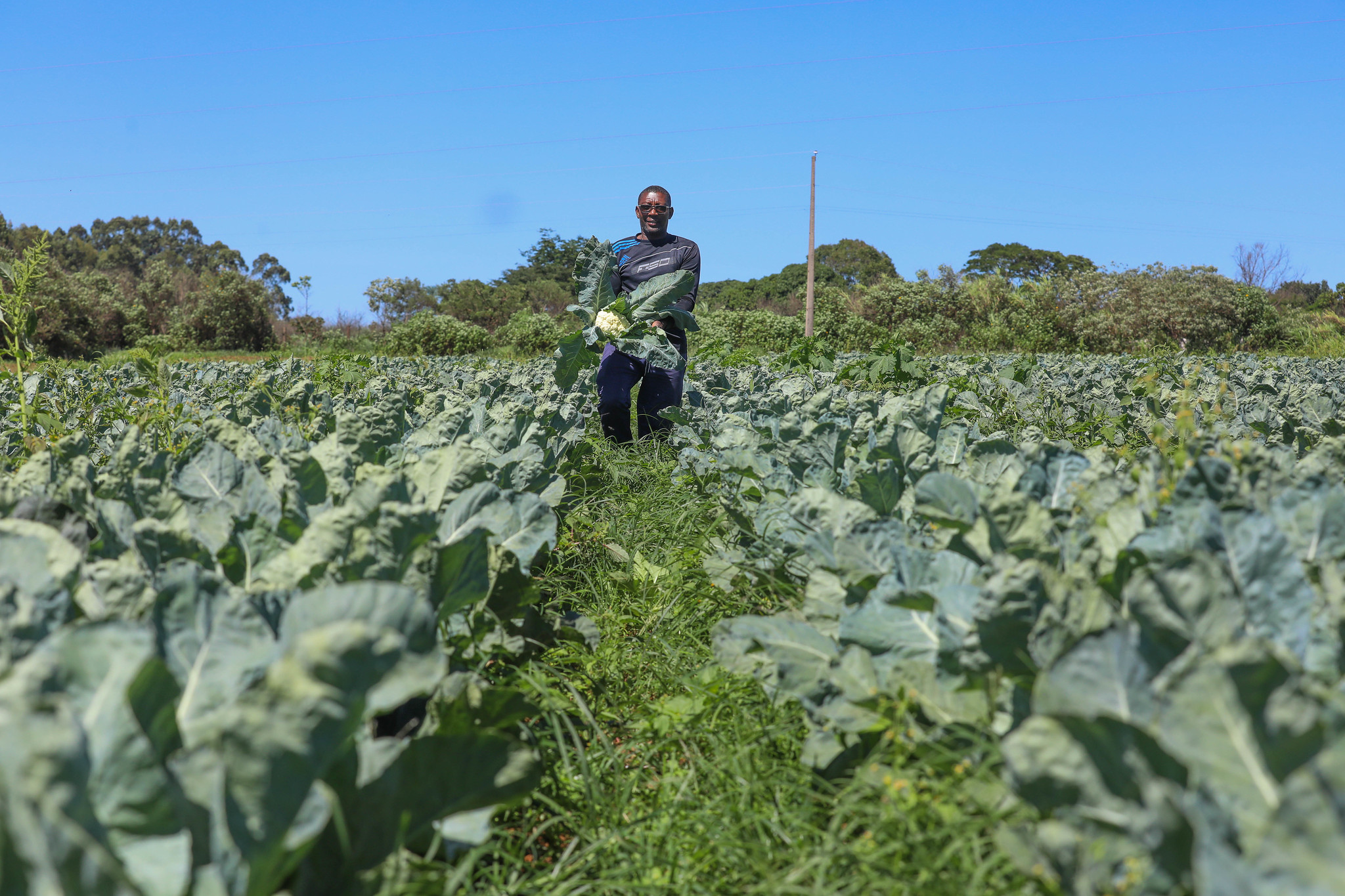 Agropecuária do DF mantém patamar histórico e movimenta R$ 5,8 bilhões em 2025