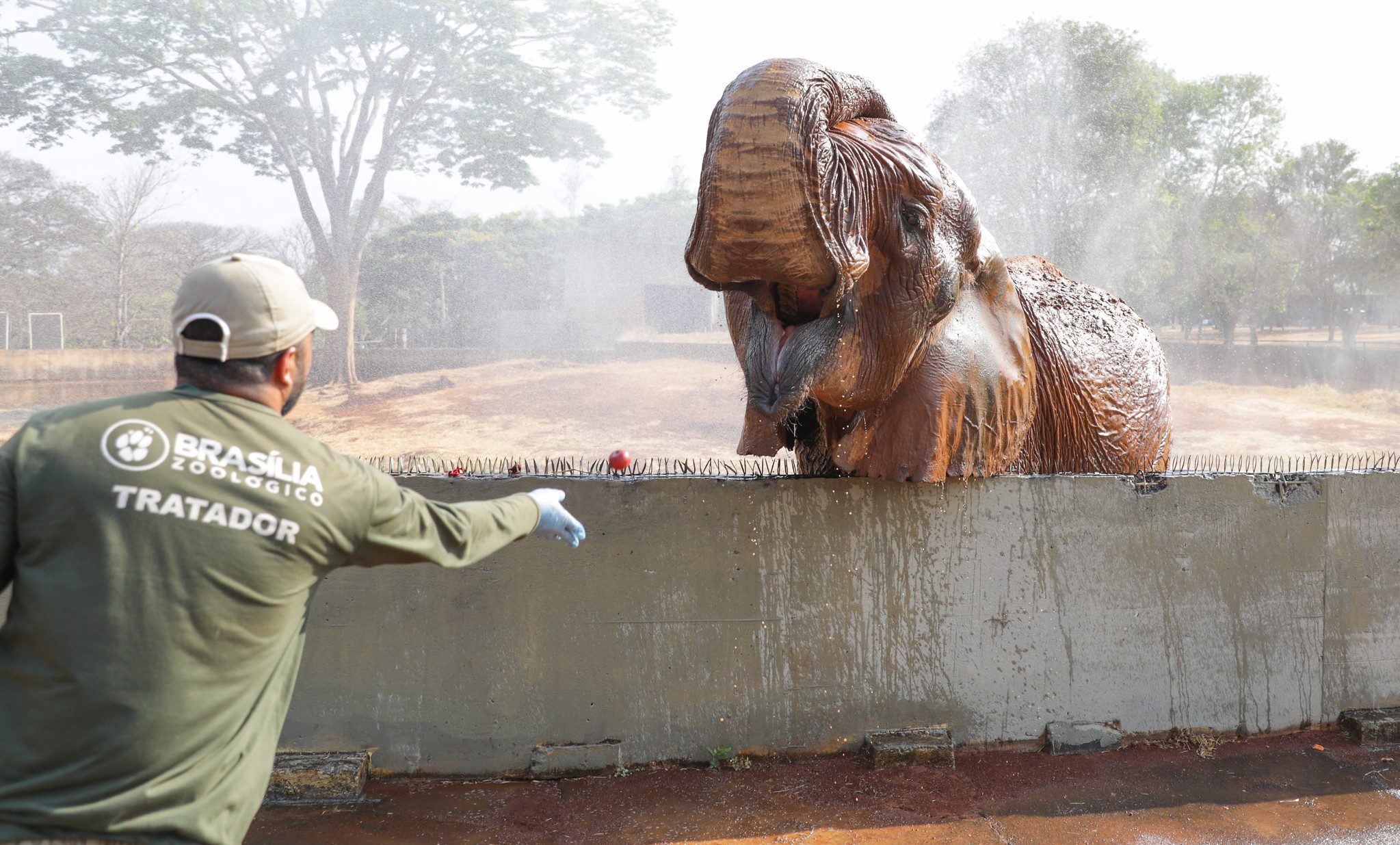 Visitas guiadas no Zoológico de Brasília e festivais marcam a agenda cultural do fim de semana
