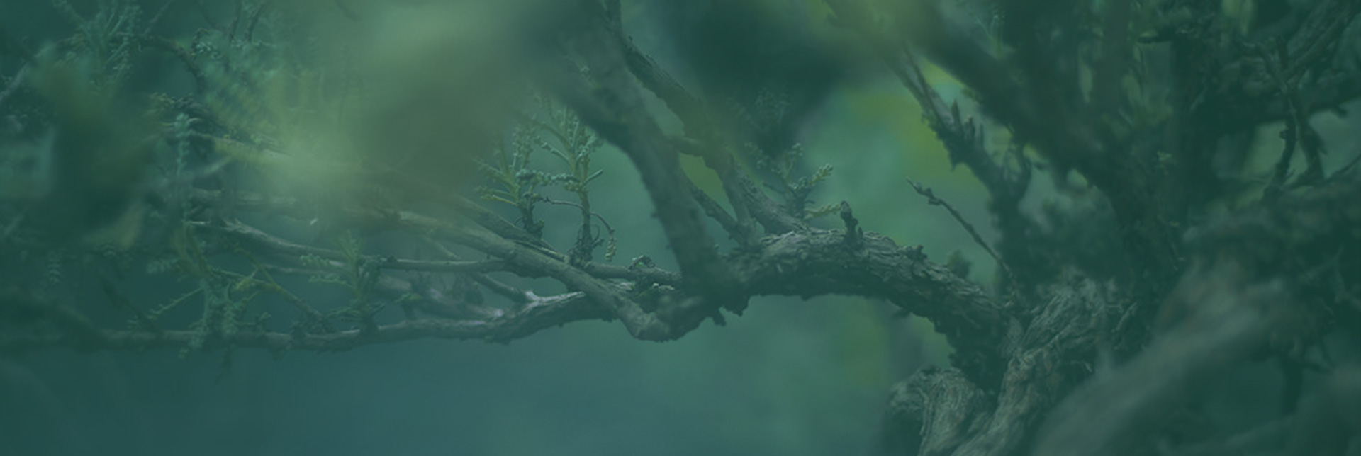 Banner interno do site