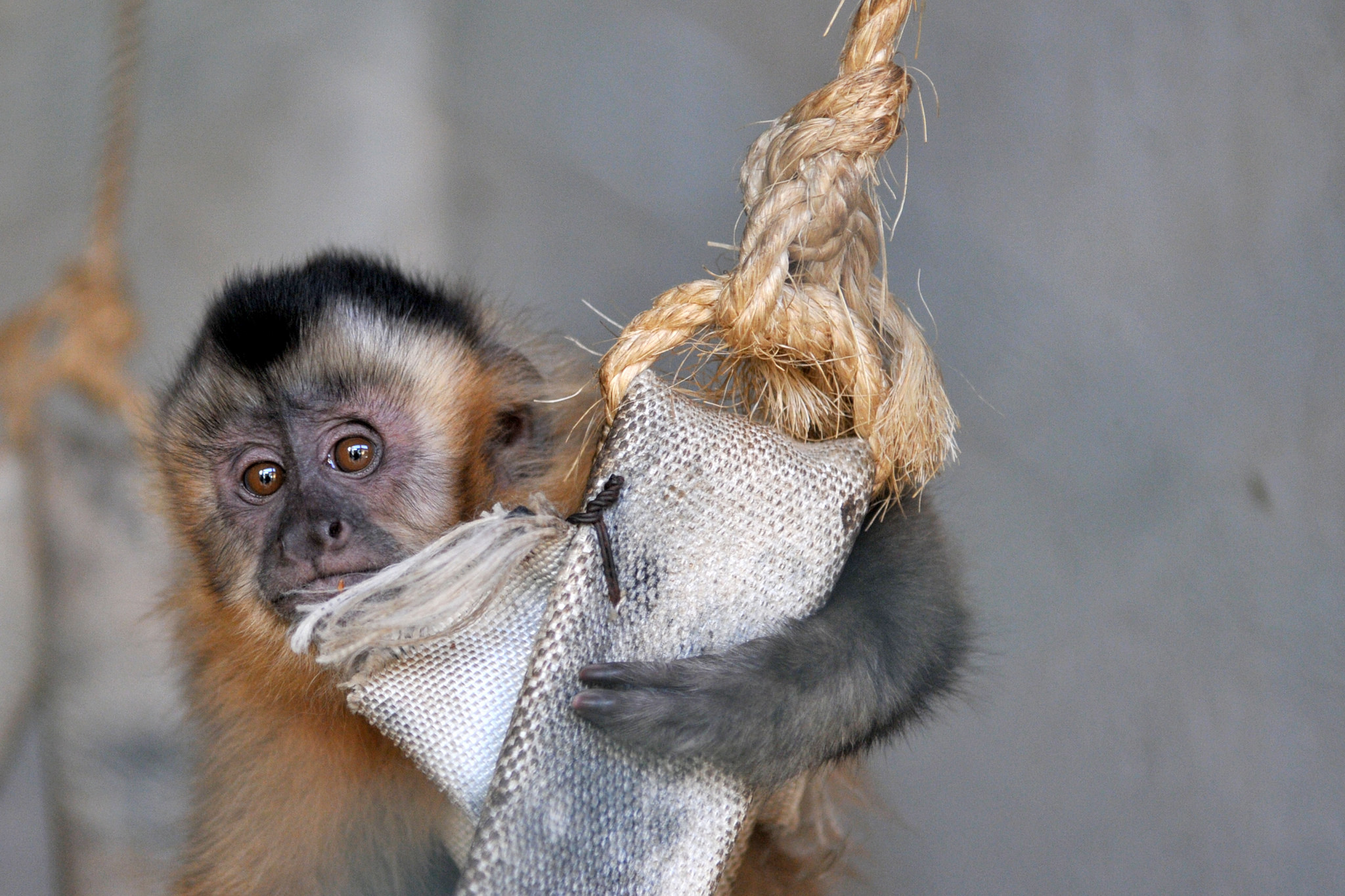 O macaco Fênix recebeu tratamento no Zoológico de Brasília