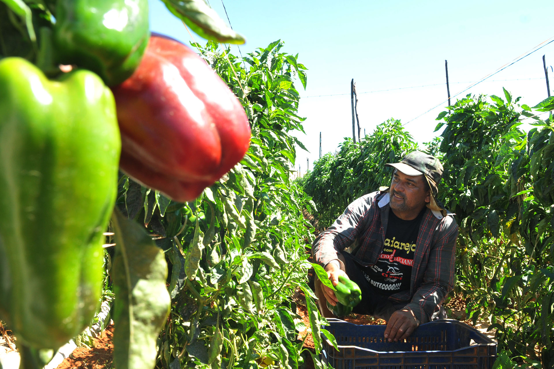 José Perez de Barros planta e colhe pimentão no Núcleo Rural Taquara, em Planaltina