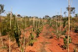 O lodo da Companhia de Saneamento Ambiental do Distrito Federal (Caesb) é usado como adubo para cultivar plantas do Cerrado.
