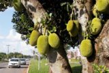 A jaca é outra fruta que aparece com frequência em Brasília. No Cruzeiro, inclusive, há a Avenida das Jaqueiras, via que separa a região administrativa do Sudoeste.