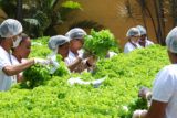 Fábrica Social doa a creches hortaliças produzidas por alunos.