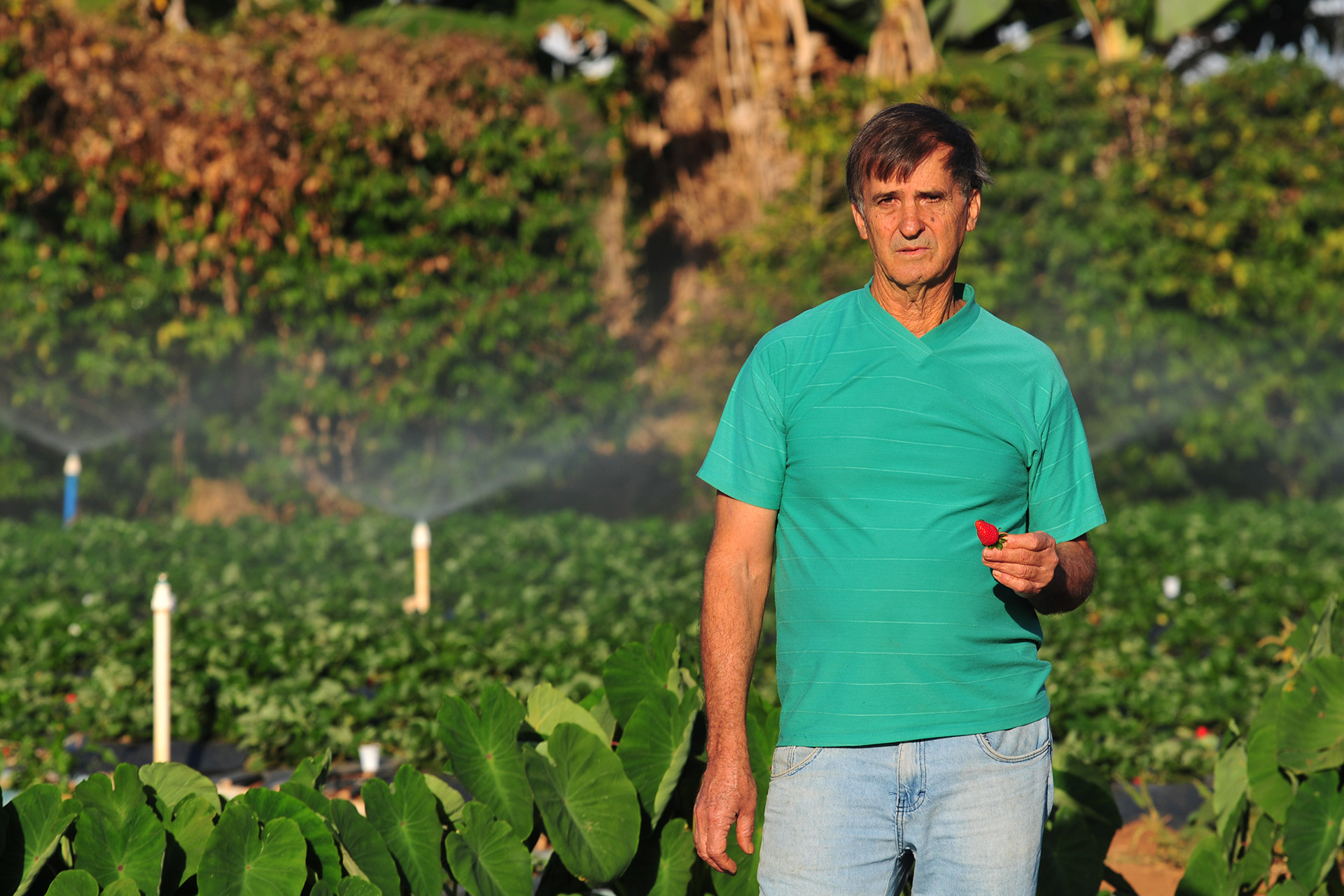 O agricultor Divino Fernandes Alves adotou sensores de irrigação e aspersores que usam menos água. Ele foi orientado em oficinas da Emater.