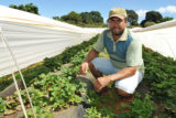 O agricultor Francisco Silva de Sousa, de 42 anos, mudou o jeito de irrigar a plantação de morangos que mantém no Assentamento Betinho, em Brazlândia, durante o racionamento de água. Substituiu aspersores por microaspersores e gotejamento em agosto de 2017.