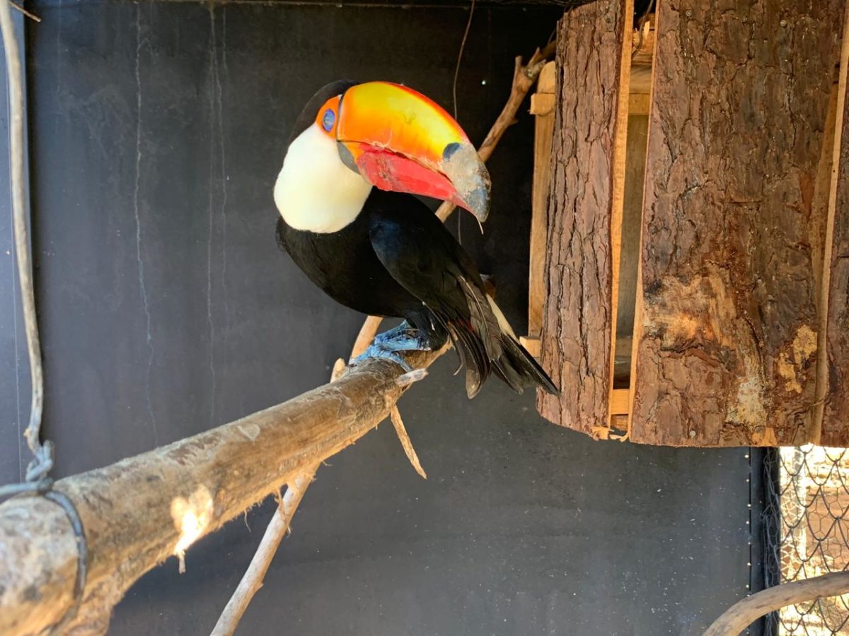 Tucano Do Zoo De Brasília Ganha Prótese De Bico 3D | Agência Brasília