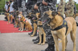 Os binômios cães - policiais atuaram em centenas de missões por mais de oito anos | Foto: Geovana Albuquerque/Agência Brasília