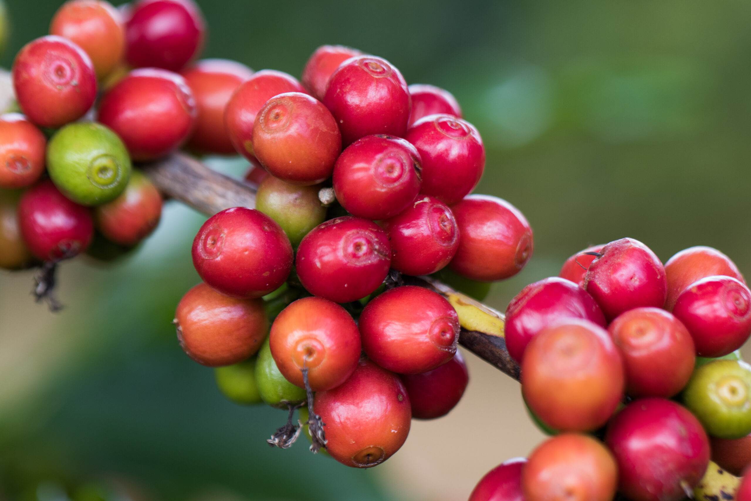 A cafeicultura no DF se concentra em 11 regiões administrativas do DF | Foto: Tony Oliveira/Agência Brasília