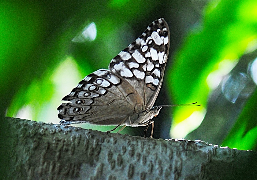 Quase 30 espécies bailam pelo borboletário do Jardim Zoológico, fazendo a festa da garotada e de muitos adultos | Foto: Joel Rodrigues/Agência Brasília