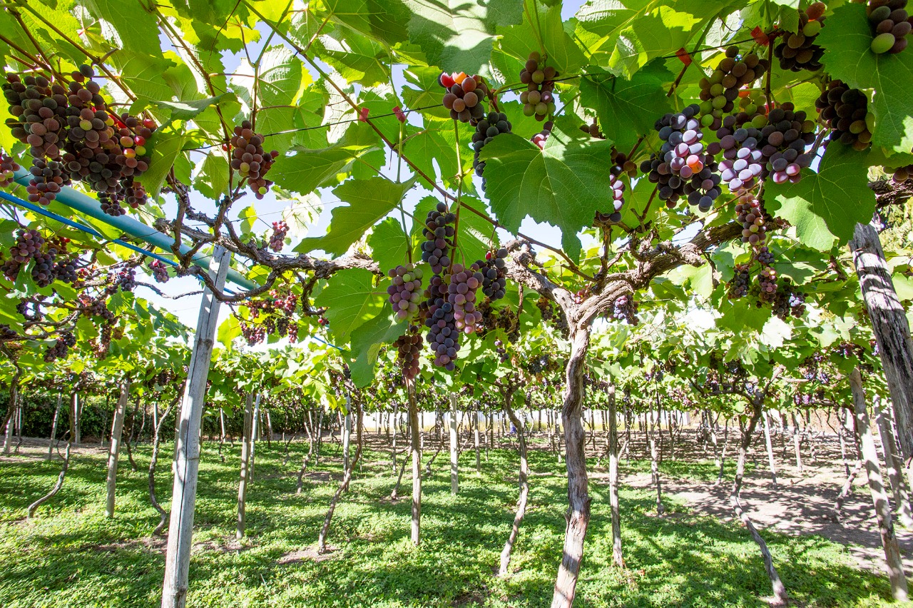 A produtividade média de uva no DF é de 22 toneladas por hectare (t/ha), valor que está acima da média nacional, de 19 t/ha | Foto: Divulgação/Emater