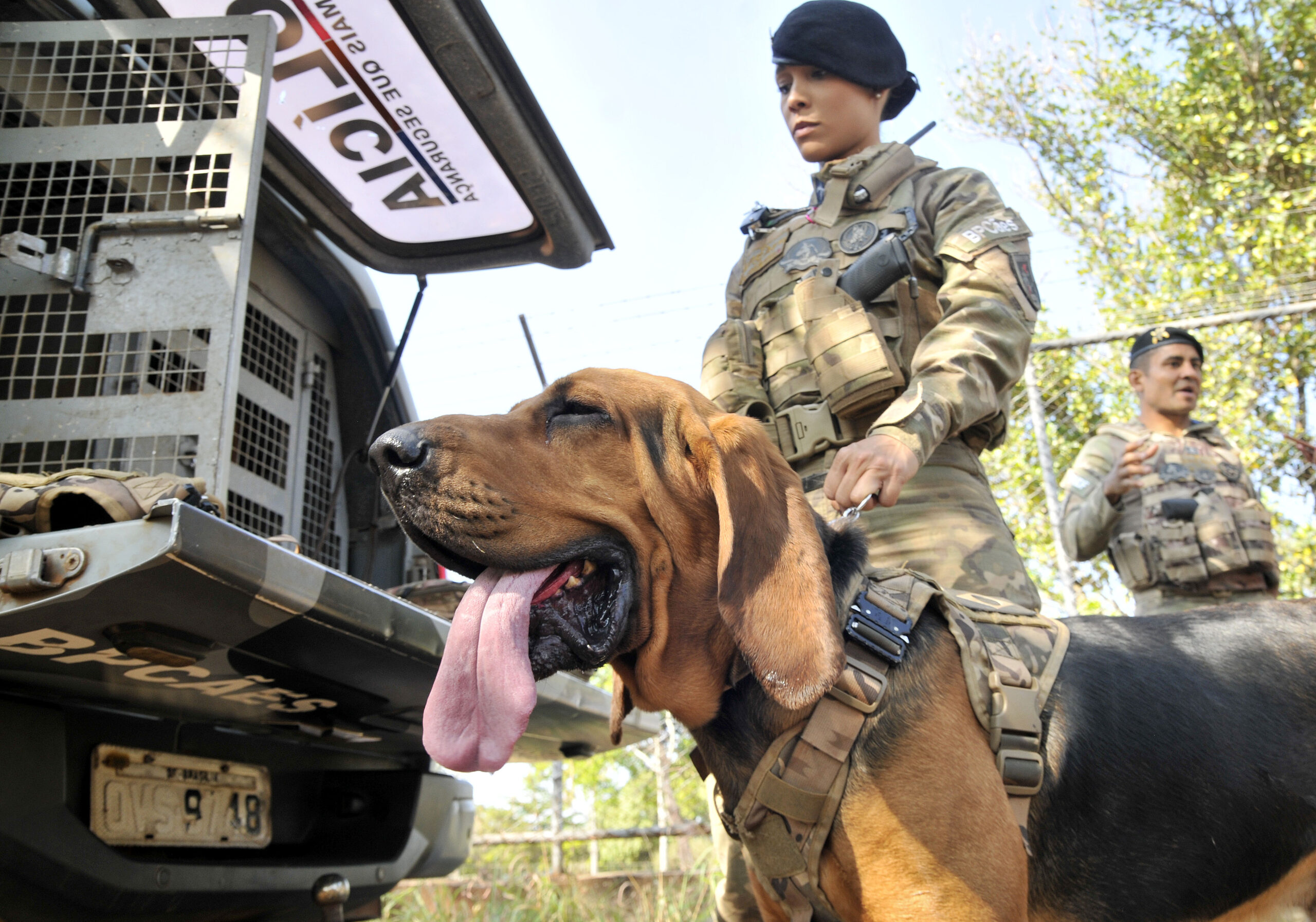 Animal da raça bloodhound já habilitado exclusivamente para o método: cães são treinados para reconhecer o cheiro da pessoa procurada a partir de objetos
