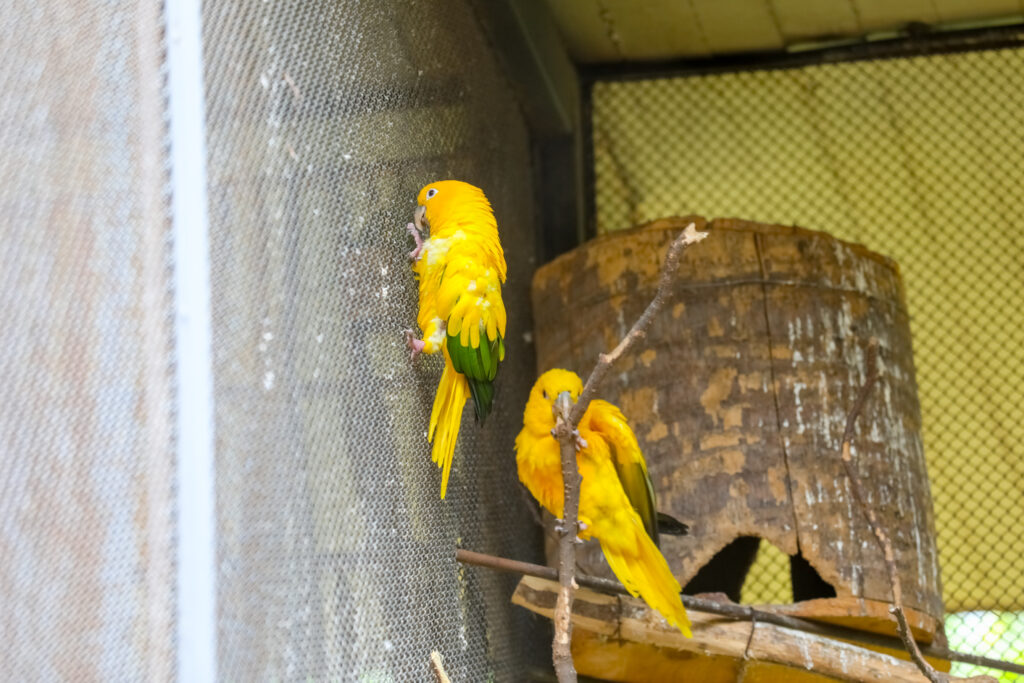 Os dois exemplares de ararajuba existentes no Zoológico de Brasília são machos e chegaram em 2013