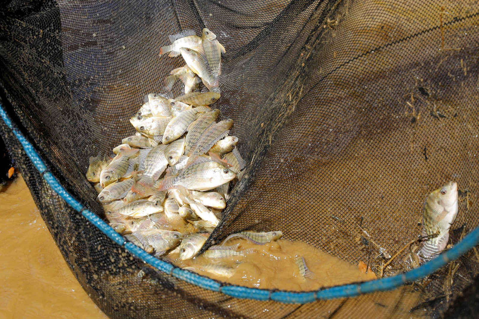 A intenção do acordo é colocar a UnB como instituição de pesquisa, visto que a captura de peixes é limitada ao formato de pesquisa | Fotos: Lúcio Bernardo Jr/ Agência Brasília