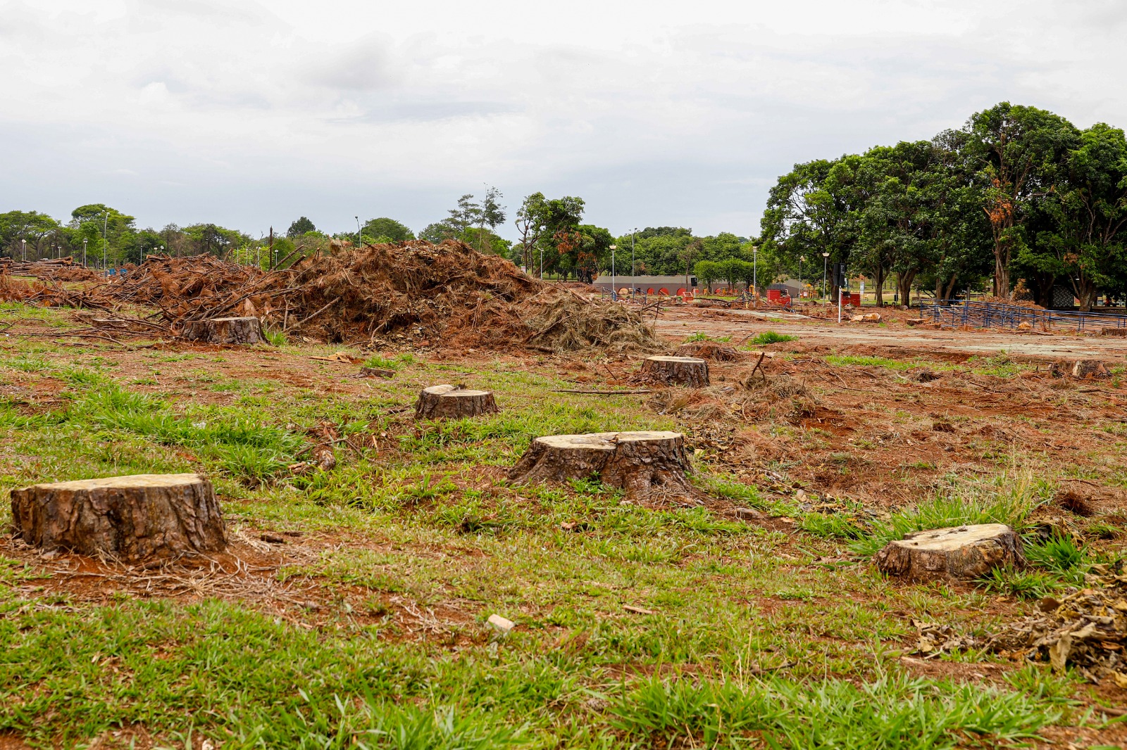 Retirada de tocos vai garantir desenvolvimento de árvores no Bosque dos Pinheiros
